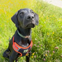 Penny Williams (@paw_555) 's Twitter Profile