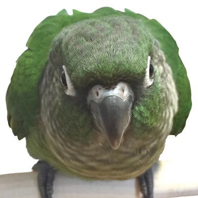 🌿ホオミドリアカオウロコインコ(ノーマル)の もり です🌿2017年4月17日生まれ🌿2017年5月25日お迎え🌿手に座るのが好き🌿無言フォロー失礼します