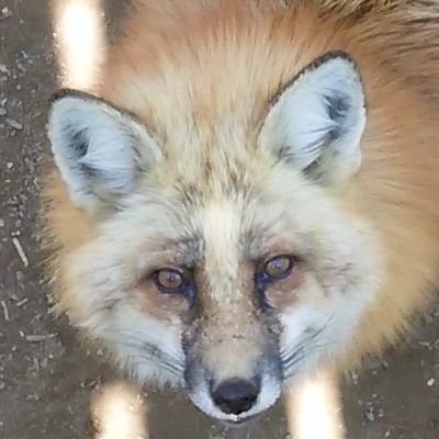 とある狐の提督
(×フェイヨン地下墓地)鎭守府
23早春完走(乙丁丙乙丙丁)
23夏完走(乙乙乙丙丙丙丙)
24早春完走(甲乙丙丙)
24夏完走(甲乙乙丁丁)
25春完走(甲乙乙丙丁丁)
エロ・宗教アカウント歸れ!
艦これ關係以外はフォローしません!
推翻习近平独裁者!
