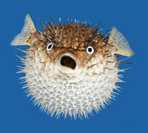 islandqueen7's profile picture. Living the good life on an island in Lake Erie