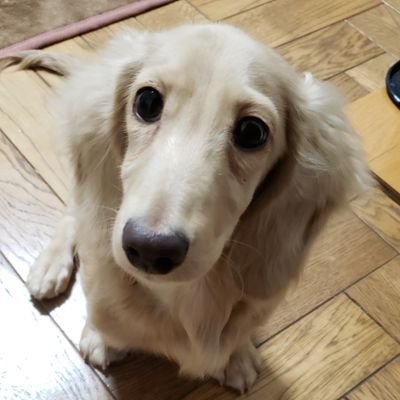 ２代目わんこ🐶そら君ミニチュアダックスフント 2020.9.8生まれ



１代目わんこ🐶くぅ太君ミニチュアダックスフント2020.11.28🌈