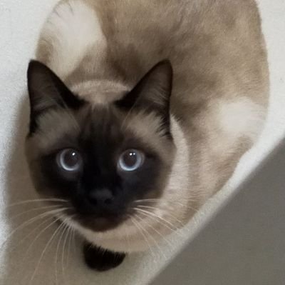 ねこざめさんのプロフィール画像