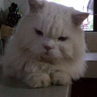 Kucing Gebu (@zeekay15) 's Twitter Profile Photo Kucing Gebu (@zeekay15) 's Twitter Profile Photo
