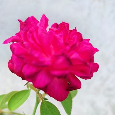 Shahana62153081's profile picture. Student