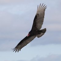Clemens Anklin (@canklin) 's Twitter Profile