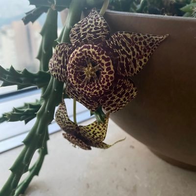 mehmetmehmetsi1's profile picture. AK Parti Maltepe İlçe Başkan Yardımcısı / Mali ve İdari İşler Birim Başkanı 🇹🇷