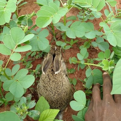 விவசாயம்