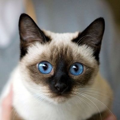 ForestFairy225's profile picture. 