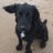 dlmaclellan's profile image