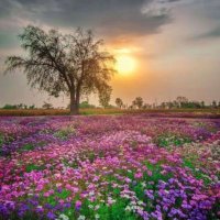 ينبوع الصفاء (@1bd5f1768c4a443) 's Twitter Profile