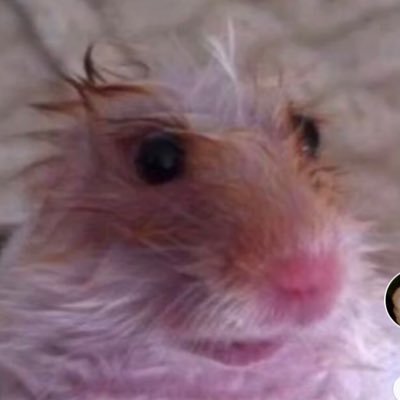 emberhannah's profile picture. swag cheer shorty
roblox ig
hannah!#5072 - discord