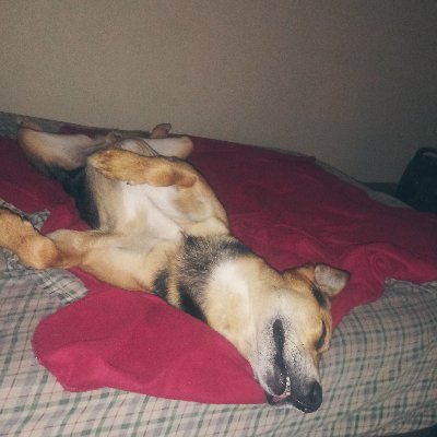 HanSoloJr2's profile picture. Challenge accepted. $BRO