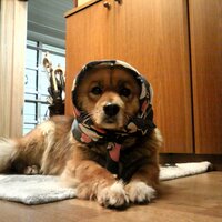 たなか 〃 (@l_lcube) 's Twitter Profile