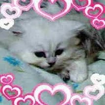 asuka591013's profile picture. 元ゴミ屋敷住人。おそらく日本史上最悪のゴミ屋敷制作し自力で空っぽにしました。
恩送りの意味込め、今現在1人悩み苦しむゴミ屋敷住人へ自身の心情、経験談等を淡々と呟きます。
現在PTSD、鬱、睡眠障害等々にて治療中。
聴覚障害者です。
時折フラバし毒吐きします。
たまにフォロワーさんとこに遊びに行きます