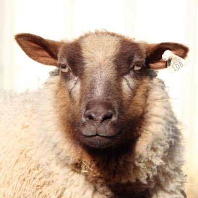 Raising reg. Shetland and Leicester Longwool sheep, laying hens on a small farm. A little organic chemistry to pay the bills & get kids through college.