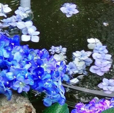 井戸蛙さんのプロフィール画像