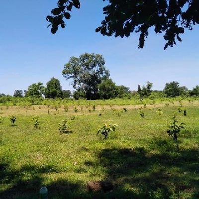 Siamrosewood's profile picture. Travel around the world 🗺