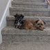 Scipio and Attila the Dogs (@dogscipio) Twitter profile photo Scipio and Attila the Dogs (@dogscipio) Twitter profile photo
