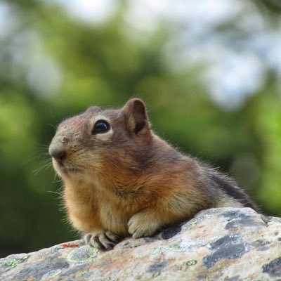 cnmbdashabi's profile picture. 太阳从西边出来了