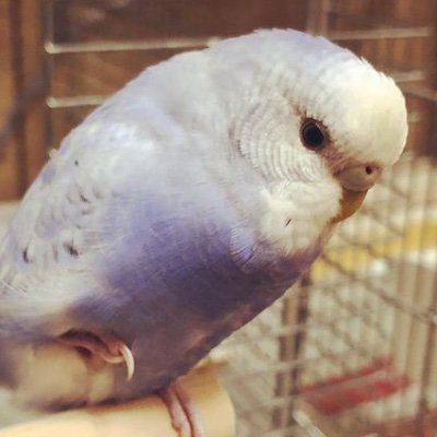 セキセイインコ2羽（ラムネひかり）オカメインコ1羽（こはく）と暮らしてます　鳥好きな方と繋がりたいです🕊