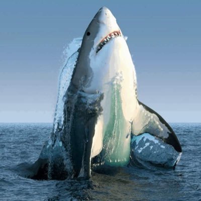 WhiteSh44348139's profile picture. Madridista hasta los calzoncillos.
No me metas piedras en los zapatos.