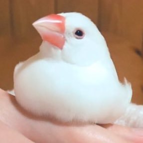 白文鳥こむぎ(2019/3♂) とシルバー文鳥おこげ(2022.5)暮らしています。オカメインコのアポロ(2020/5♂)、シルバー文鳥よもぎ(2019/9♀)、シナモン文鳥きなこ(2019/2)は虹の橋を渡りました。桜文鳥ひなた(2019/12)は妹の元で元気に暮らしています。