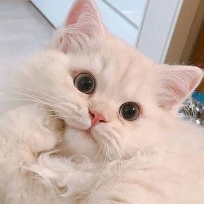 KOKO_VVS's profile picture. 🎤💃 斎藤洋一郎さん/松元恵美さん/寺元健一郎さん/毒恋❤️恋二度