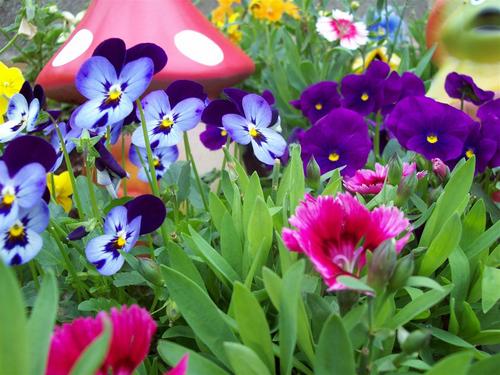 DeiseMaus's profile picture. 