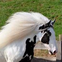 Gypsy CaraVanners (@gypsycaravanner) 's Twitter Profile