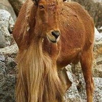 Kennedy Mulandi (@mulandi_kennedy) 's Twitter Profile