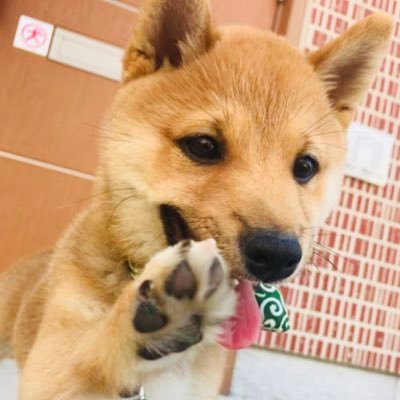 豆柴ちゃんこ（2018.1.23生まれの戌年男子）と飼い主たちの日常垂れ流しアカウント