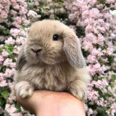 follow for daily rabbit content 🐇 | DM for credit, promo and submissions