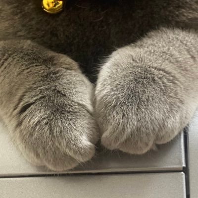 猫の手も借りたいさんのプロフィール画像