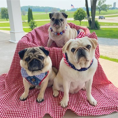 Rescue pugs Addie & Brady with “baby”Carl. Forever in our hearts 🐾🌈Bruno🩵 Bob 💚Rufus 💙 and Esther 💜