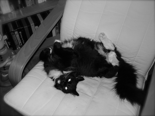 RamboKitteh's profile picture. I'm a cat. I like to sleep, shed furballs, meow obnoxiously early in the AM, & be waited on hand & foot. My idiot owner @JaredTA actually puts up with it.