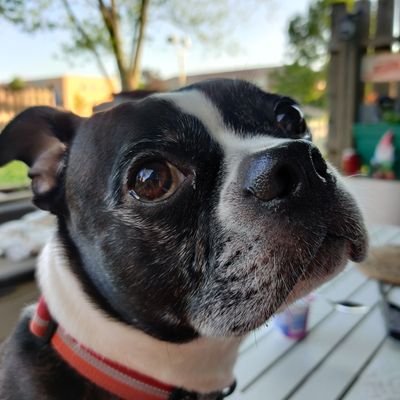 Just a Boston Terrier living my best life with my dad's, The Bald One and The Fat One. Love rescue pups (even my baby sister Lola), food, DMB, and the outdoors.