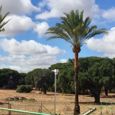 Meteorología de la Campiña, sur del término municipal de Marchena (Sevilla)