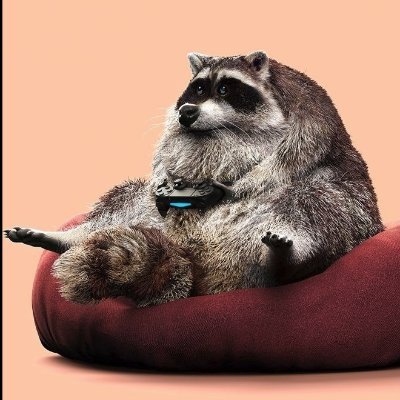 Raccoon in a Game