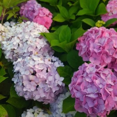 アラフォーママ垢です。
女の子の双子のママです。
妊娠高血圧腎症で29wから管理入院。2021年8月末に30wで双子の女の子を緊急帝王切開で出産しました。
双子は約1200gと約1300gの極低体重出生児でNICUにお世話になっていました。現在もフォロー検診は通ってますが、元気いっぱいです😆
石沼初心者です。