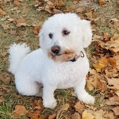 Queen of the universe trapped inside a rescued Bichon body. I like pillows, snacks, mom’s lap, and chasing squirrels.  Follow me for fun. #dogsoftwitter #dogs