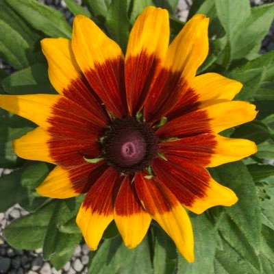 Stephen_E_Camp's profile picture. Account Manager