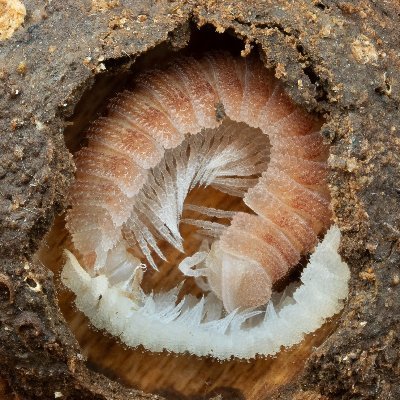 日本のヤスデを紹介するアカウント。ヤスデは史上最大の節足動物であり、最も脚が多い生き物です。日本から約300種の記録があります。ムカデのようにも見えますが、おとなしい生き物です。このアカウントの投稿内容だけで同定できるものではありません。ハッシュタグ #ヤスデ図鑑を作りたい でツイートしよう