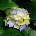 alba luz forero - @albaluzforero - Twitter