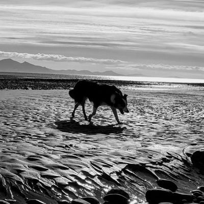 Dad to @MeggyMoooooo. Canoeing, our collie, Wales and supporting our armed forces.