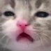𝗧𝗢𝗙𝗨 (@tofumto) Twitter profile photo 𝗧𝗢𝗙𝗨 (@tofumto) Twitter profile photo