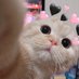 ยูสยูส (@ceeusooon) Twitter profile photo ยูสยูส (@ceeusooon) Twitter profile photo