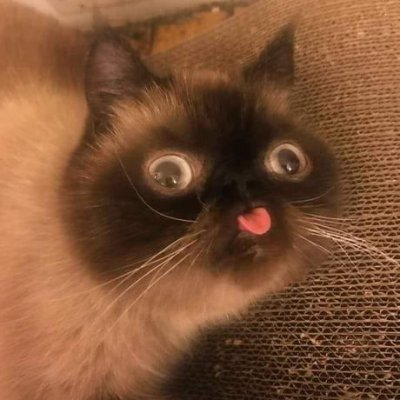 C0dingschmuser's profile picture. https://t.co/FrSt925mTU