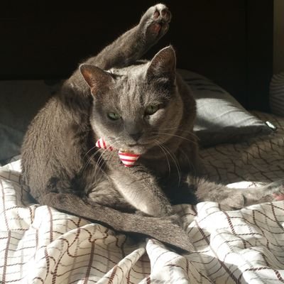 mikanforever526's profile picture. 宝塚と猫とバラエティーが大好き❤️