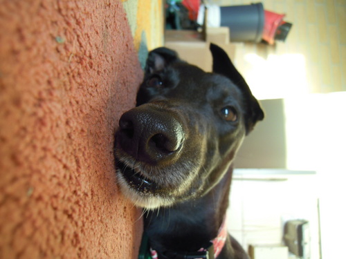 Je suis Vivien - aka Pretty Woman.  100% greyhound and supermodel to the canines.  I will get out of bed for a decent walk, but a catwalk?....hmmm!