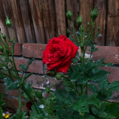 hiroko_nakamura's profile picture. stay happy.